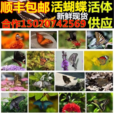 活蝴蝶活体的蝴蝶放飞真蝴蝶求婚庆典婚礼养殖蝴蝶羽化蝶顺丰包邮