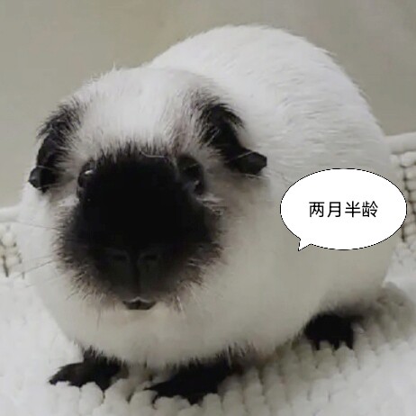 荷兰猪活物宝宝宠物卷毛美泰荷兰豚鼠
