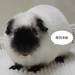 荷兰猪活物宝宝宠物卷毛美泰荷兰鼠豚鼠活体幼崽奶黄英短加州家养