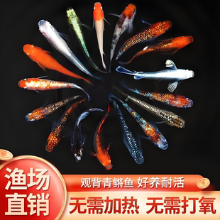 精品观背青鳉鱼观赏鱼冷水鱼小型锦鲤不打氧好养活体冷水锦鲤水花