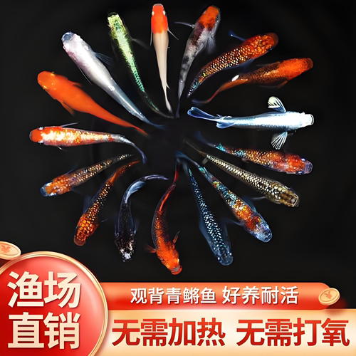 精品观背青鳉鱼观赏鱼冷水鱼