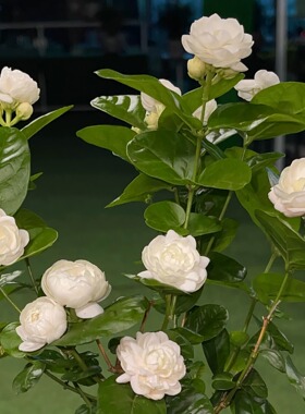 圆叶宝珠茉莉花稀有品种白色重瓣圆润花形多季开花好品种