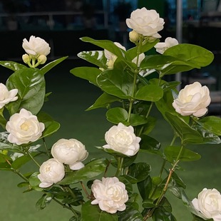 圆叶宝珠茉莉花稀有品种白色重瓣圆润花形多季开花好品种