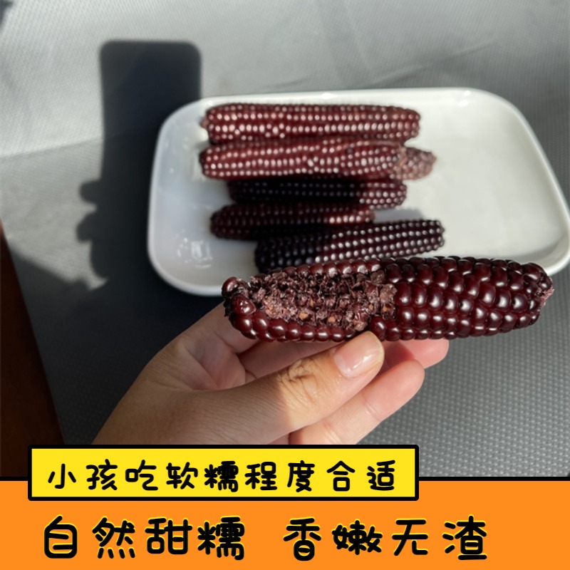 云南黑玉米甜糯拇指玉米