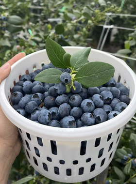 顺丰 云南l25号花香蓝莓抚仙湖高山现摘新鲜水果大全鲜果产地直发