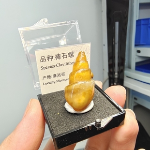 天然古生物化石棒石螺摩洛哥动物原石地质科普教学标本礼品