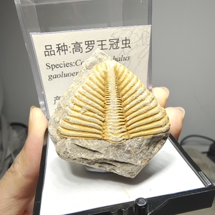 天然海洋古生物化石三叶虫化石高罗王冠虫尾化石清修标本毕业礼品