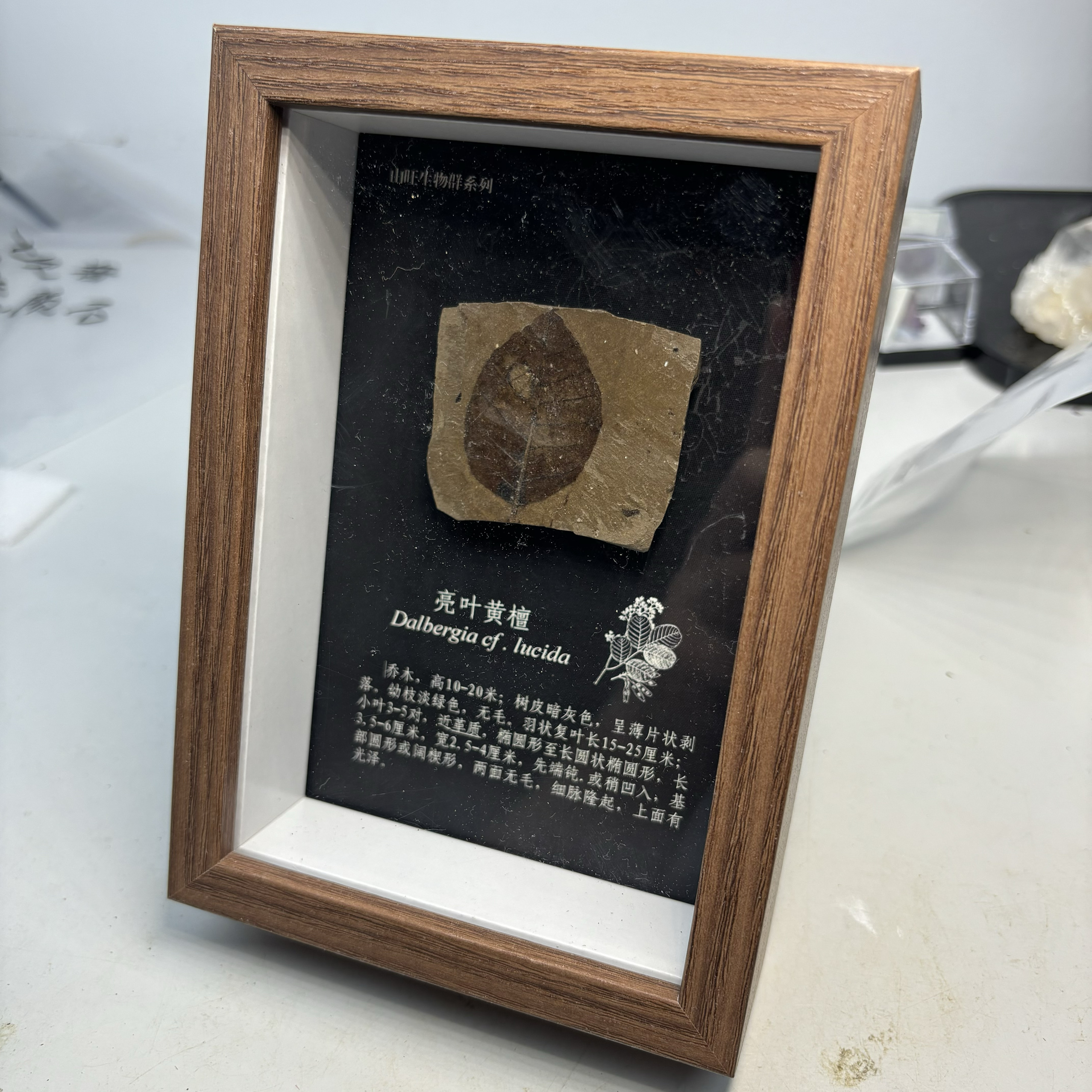 植物化石山旺植物天然古生物化石地质博物馆标本毕业礼品科普教学