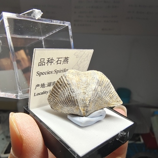 天然古生物石燕化石腕足动物贝壳原石地质科普教学标本礼品