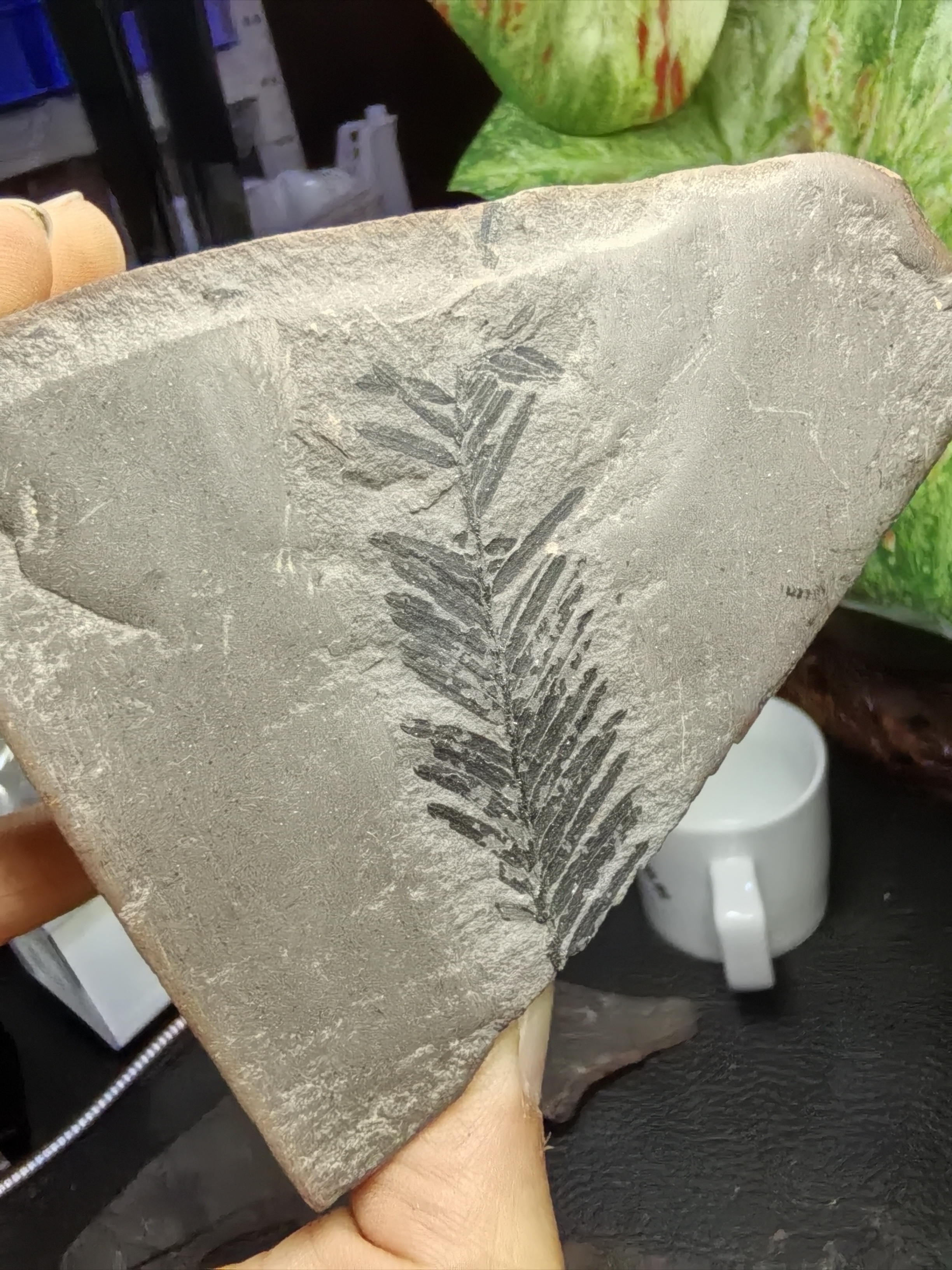 植物化石盲盒硅化木水杉抚顺西露天矿古生物博物馆清修化石原石