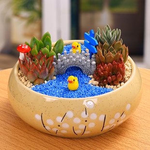 白瓷花盆多肉DIY微景观材料包多肉植物组合公司社团活动多肉盆栽
