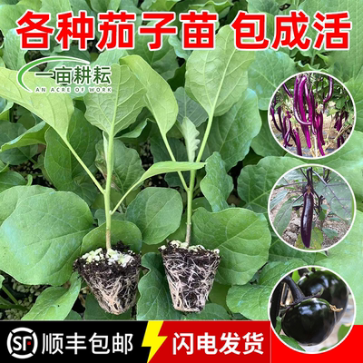 四季茄子苗黑紫红长茄圆茄子番茄苗蔬菜苗辣椒苗秧苗带土西红柿苗