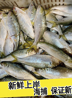 现捕鲜活新鲜海鲫鱼冰鲜鲫鱼板