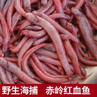 福建海捕红血鱼潮汕赤岭鱼新鲜海鲜红头鱼红条条海鲜水产小海鱼