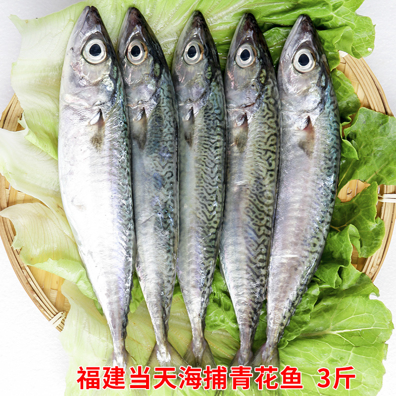 福建海捕花仙鱼新鲜青花鱼