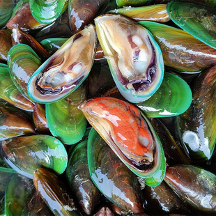 2斤包邮福建现捕新鲜青口贝海虹鲜活 野生淡菜水产青口广东海鲜贝