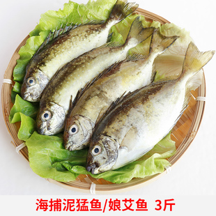 泥猛鱼新鲜秋叶鱼鲜活冷冻潮汕娘艾鱼篮子鱼象鱼福建海捕雉鱼娘呙