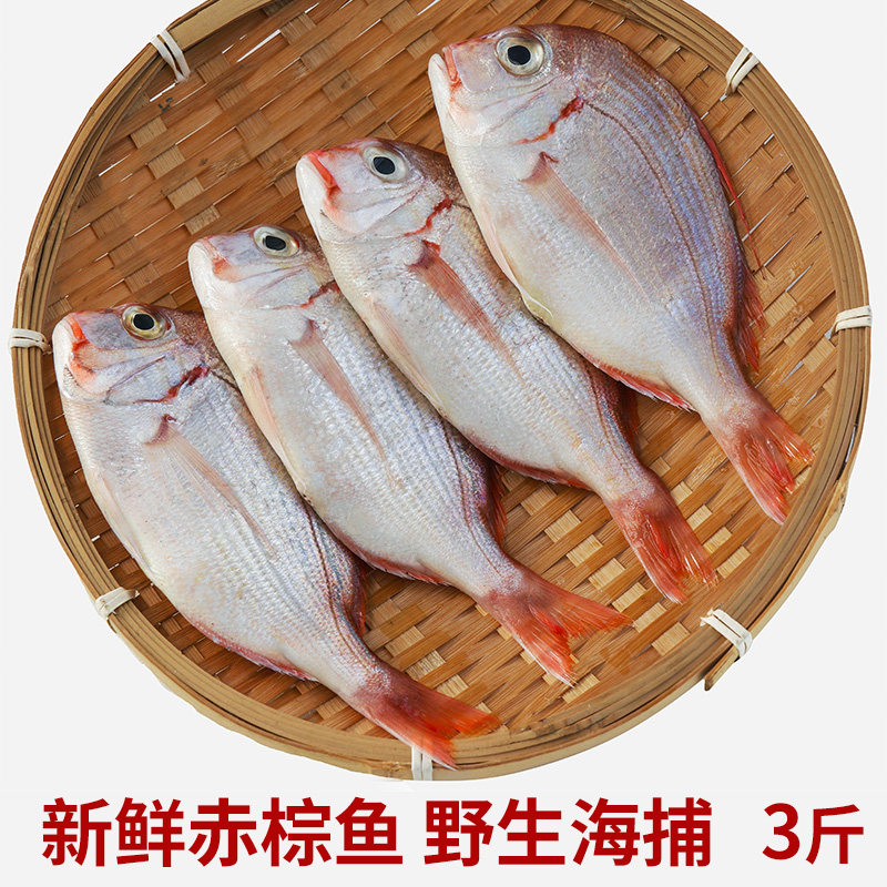 福建海捕新鲜赤棕鱼当天现捕鲜活速冻赤鱼海鲜水产渔货海鱼红鱼