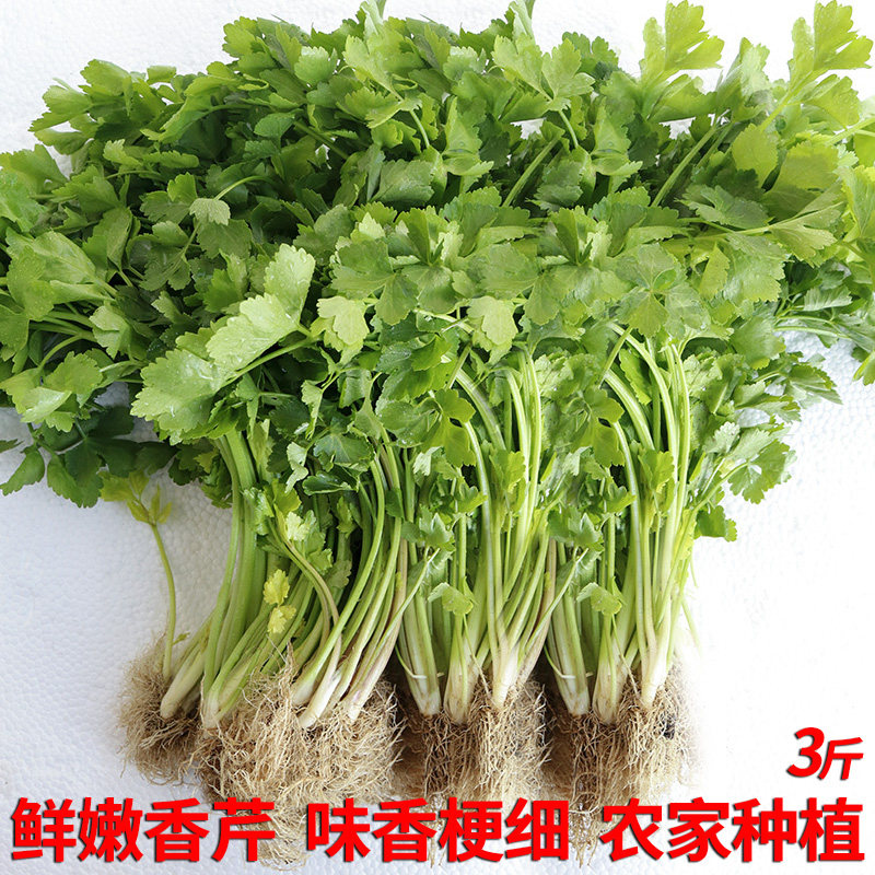 福建漳州农家种植绿芹菜新鲜蔬菜小香芹3斤香脆非西芹青菜嫩芹菜