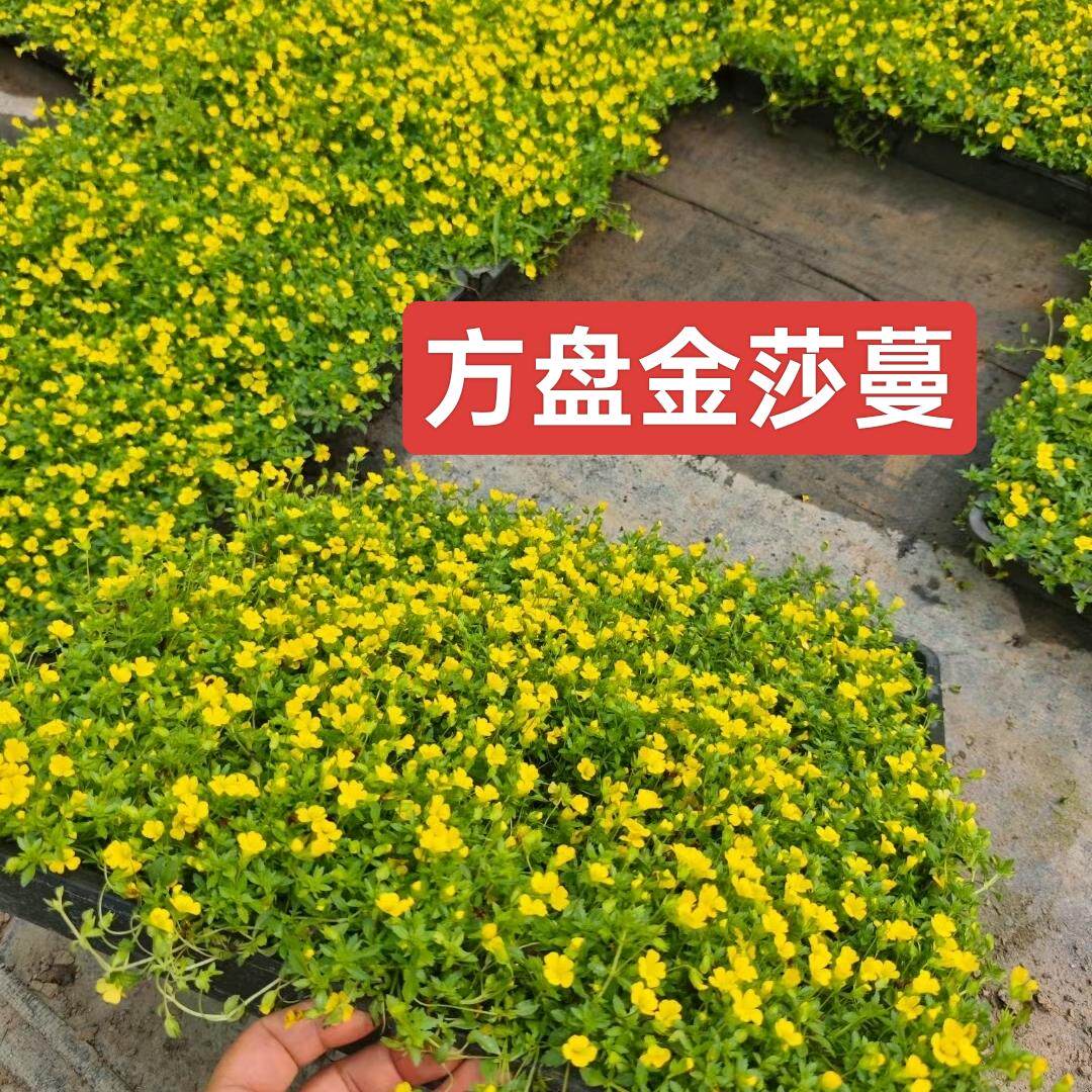 金莎蔓姬岩垂草佛甲草花园庭院别墅花期长多年生草坪草皮花境植物