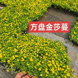 开花草坪草皮植物金莎曼姬岩垂草
