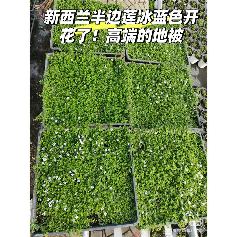 会开花的草坪草皮新西兰半边莲