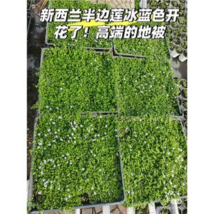 花镜植物新西兰半边莲花苗盆栽庭院绿化植物开花草坪草皮耐热耐寒