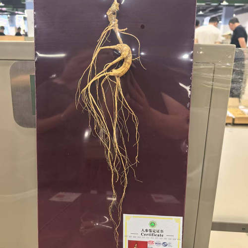 野山参国检正品东北人参长白山一等人参礼盒山参滋补泡酒专用送礼