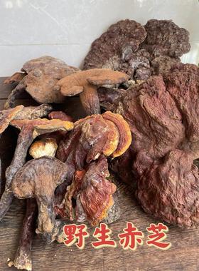野生赤灵芝 云南野生赤芝 红灵芝 有柄赤芝 新货野生赤灵芝 丹芝