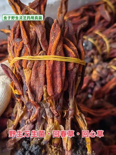 野生万生菌 回春草 回心草 鹿茸灵芝 顶天柱  新货500克