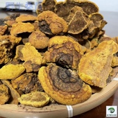 杨树桑黄 野生杨树桑黄 野生黄灵芝 野生桑黄 金边桑黄 桑黄灵芝