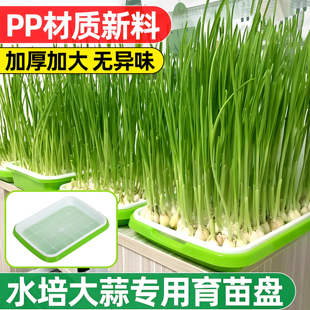 蒜苗盆栽大蒜种植盆种红葱头神器室内家庭阳台种菜盘栽种蒜黄水培