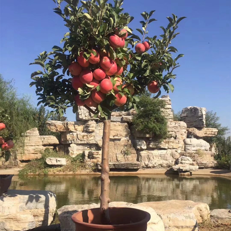 矮化苹果树苗当年结果特大苹果