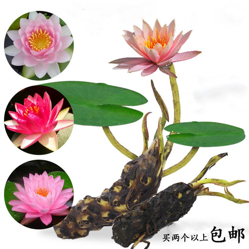 池塘水池大睡莲根块睡莲花根茎