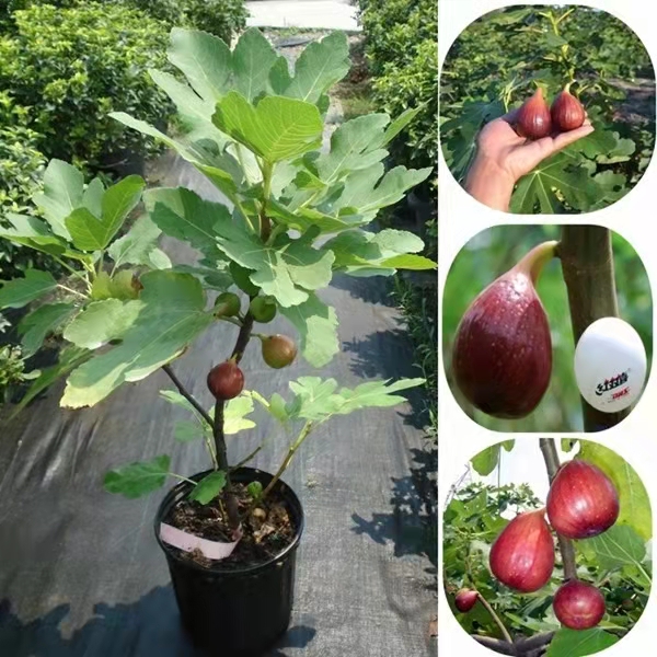 无花果树苗矮化树苗当年结果