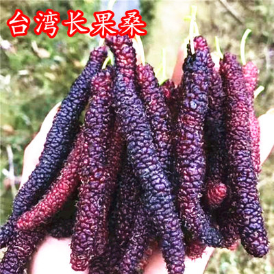 桑葚树苗南方种植四季盆栽食用