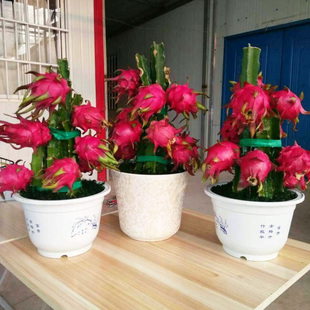 18元 果树红肉火龙果树苗 3棵火龙果苗盆栽当年结果红心种植四季