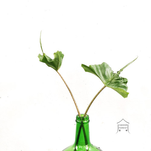 海芋花价格 海芋花图片 星期三