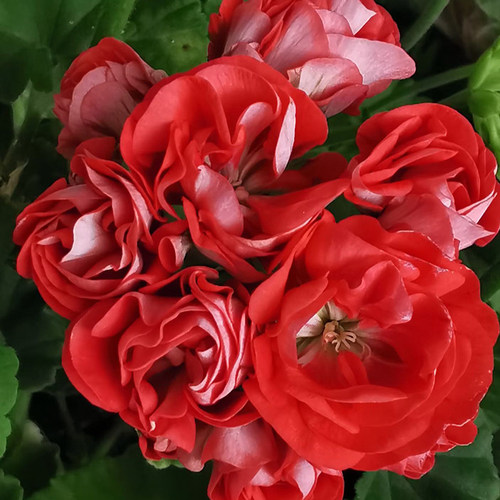 惠惠的花园直立天智雅大花量大花球多季开阳台庭院花卉盆栽