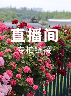 【天竺葵15cm盆或12厘米盆链接】天竺葵阳台盆栽 多季重复开花