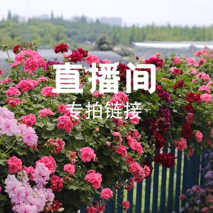 多季 天竺葵阳台盆栽 重复开花 天竺葵15cm盆或12厘米盆链接