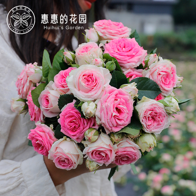 惠惠的花园灌木月季 冰淇淋 多头开花勤花抗病阳台花卉盆栽月季苗