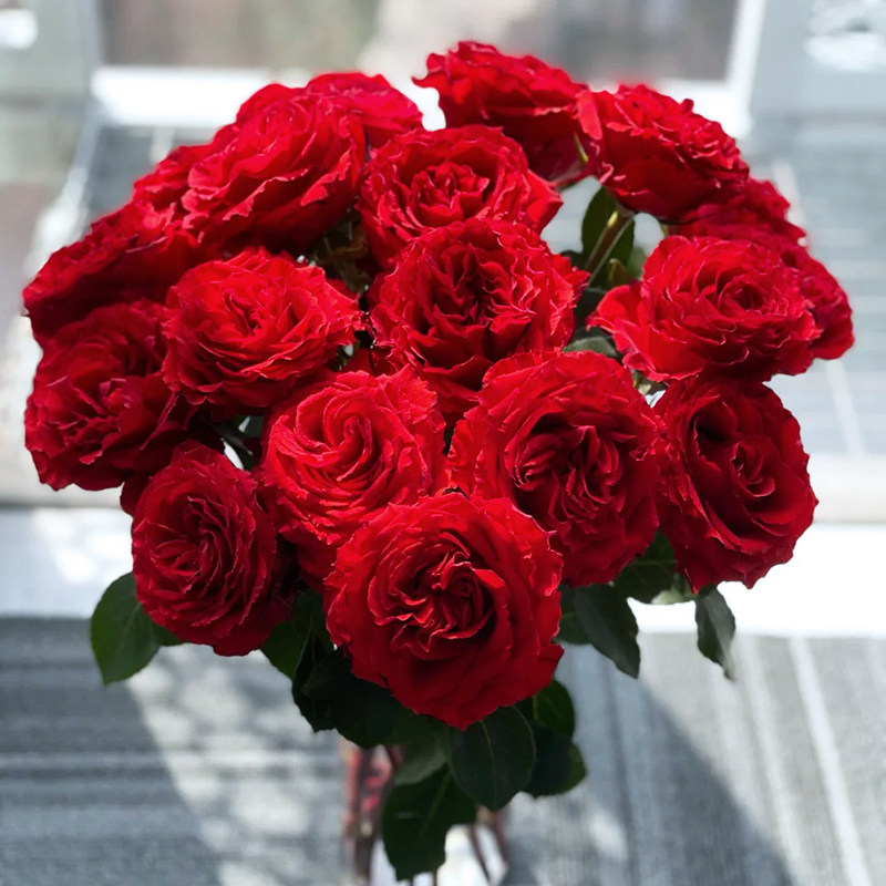 惠惠的花园直立月季 珍爱 红色切花花期长阳台花卉绿植盆栽庭院,鲜花速递/花卉仿真/绿植园艺,月季/蔷薇/玫瑰,淘宝优惠券,粉丝福利购,淘宝优惠卷