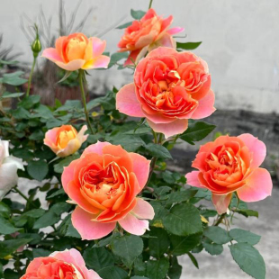 南瓜燈籠 自帶美人尖雙色漸變陽臺庭院花苗 花園灌木月季 惠惠