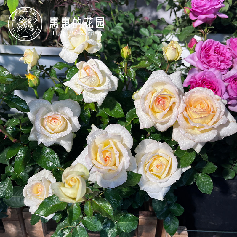 惠惠的花园灌木月季柴可夫斯基大花勤花庭院花卉鲜花玫瑰花盆栽