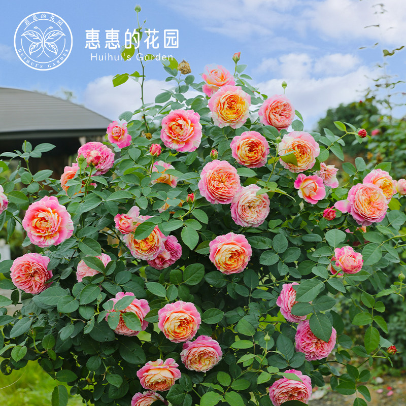 惠惠的花园灌木大花条纹月季莫奈3升盆庭院阳台盆栽绿植玫瑰花卉