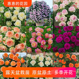 惠惠的花园3升盆混苗月季盆栽 随机品种 花卉阳台庭院盆栽植物