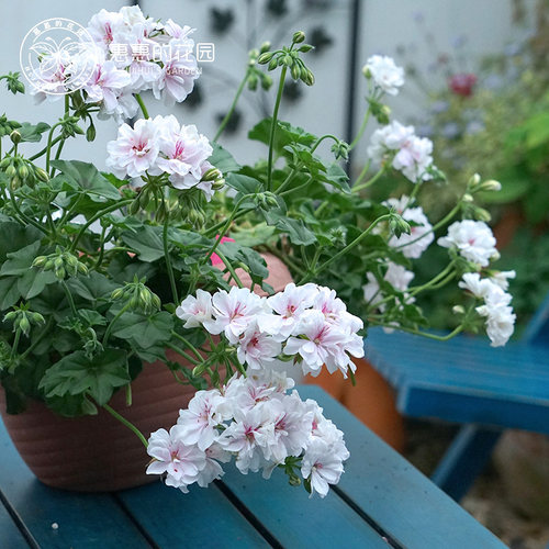 惠惠的花园垂吊天竺葵 月神 多季节开花阳台庭院花卉 勤花 包对版