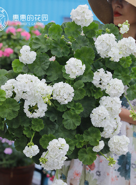 惠惠的花园直立天竺葵晨曲白色大花球易爆盆多季开花阳台庭院盆栽