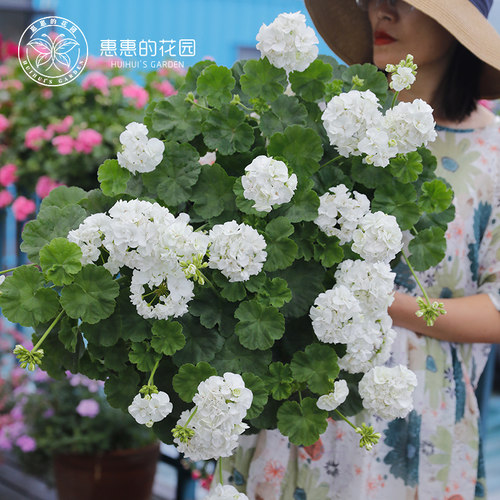 白色大花球易爆盆多季开花